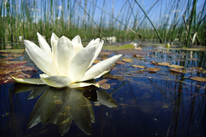 Waterlily featuring water, waterlily, and water lily