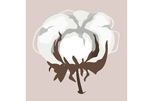 Dried cotton fluffy flower in, an Object Illustration by Toltemara