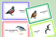 50 State Birds Printable Flashcards, an Education Illustration by Sourcedigi (Thumbnail 2 of 3)