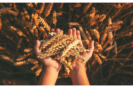 The child is holding ears of wheat, a Person Photo by yanadjana
