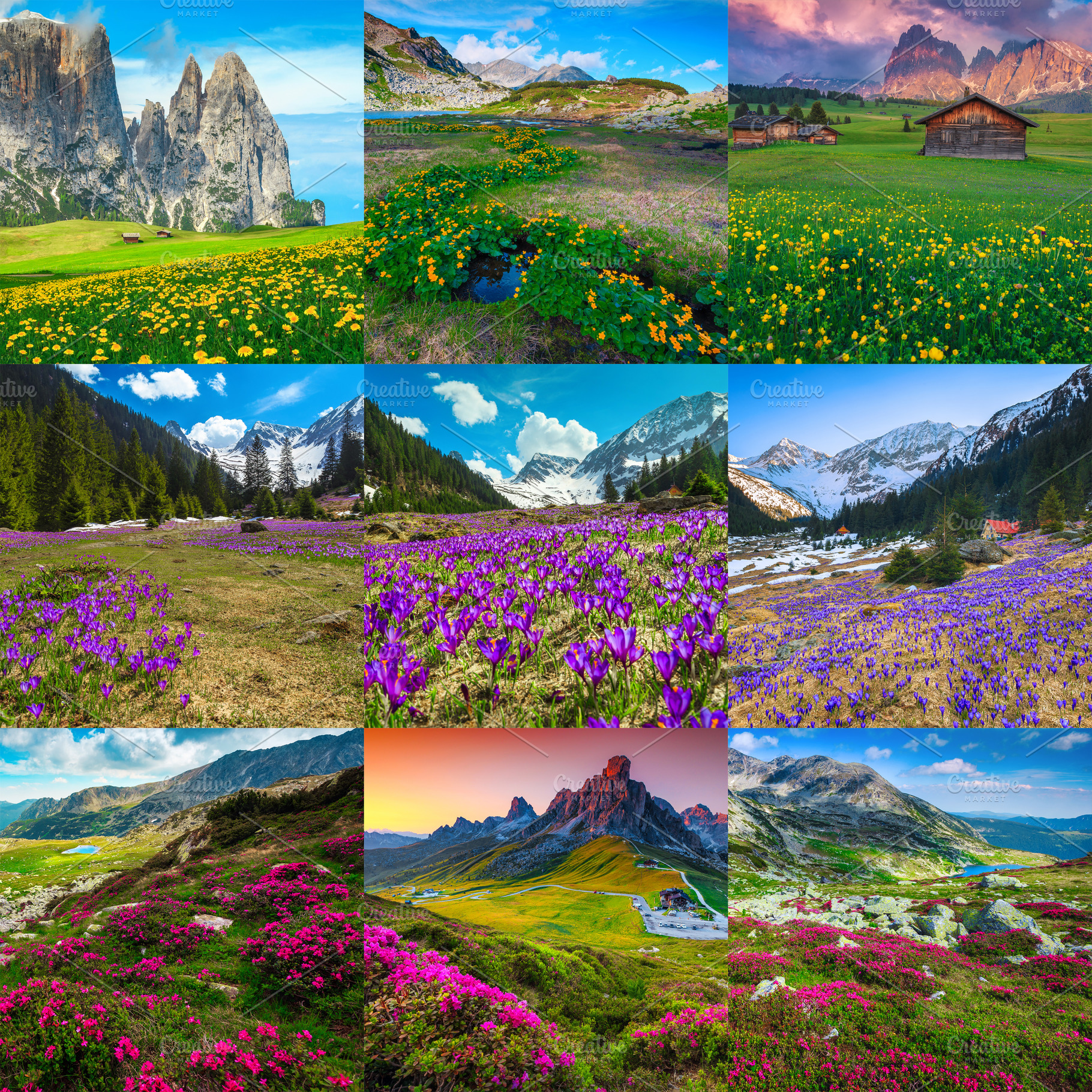 Collage of spring colorful flowers, a Nature Photo by Alpine Dreams