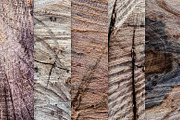 14 Tree & Wood Ring Textures, a Nature Photo by WeGraphics (Thumbnail 4 of 6)