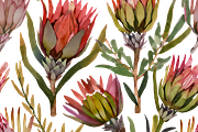 Watercolor Fynbos Flowers, a Decorative Illustration by Karliefie (Thumbnail 6 of 6)