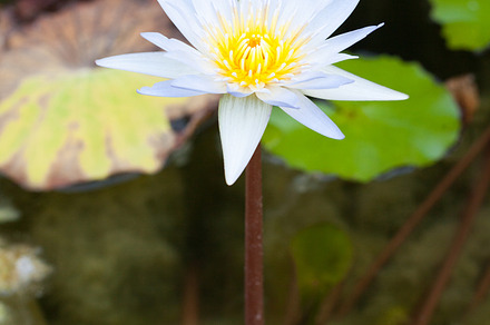 Lotus containing aquatic, background, and beautiful, a Nature Photo by a454
