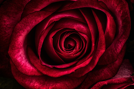 Little Big Rose Stock Photo Containing Rose And Heart preview 3