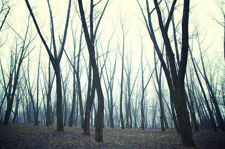 forest in winter morning, a Photo by Pictures for you!!!!!!!!!