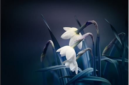 abstract spring background, a Nature Photo by BazziBa♥