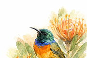 Watercolor Birds, an Animal Illustration by Karliefie (Thumbnail 3 of 5)