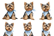 Watercolor Yorkie Dog Clipart Bundle, an Animal Illustration by Design Scotch (Thumbnail 4 of 8)
