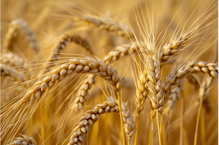 Barley wheat background. Generate Ai, a Nature Photo by Ylivdesign