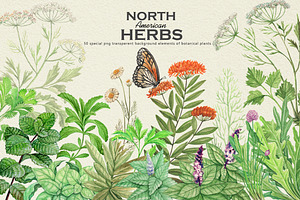North American Herbs