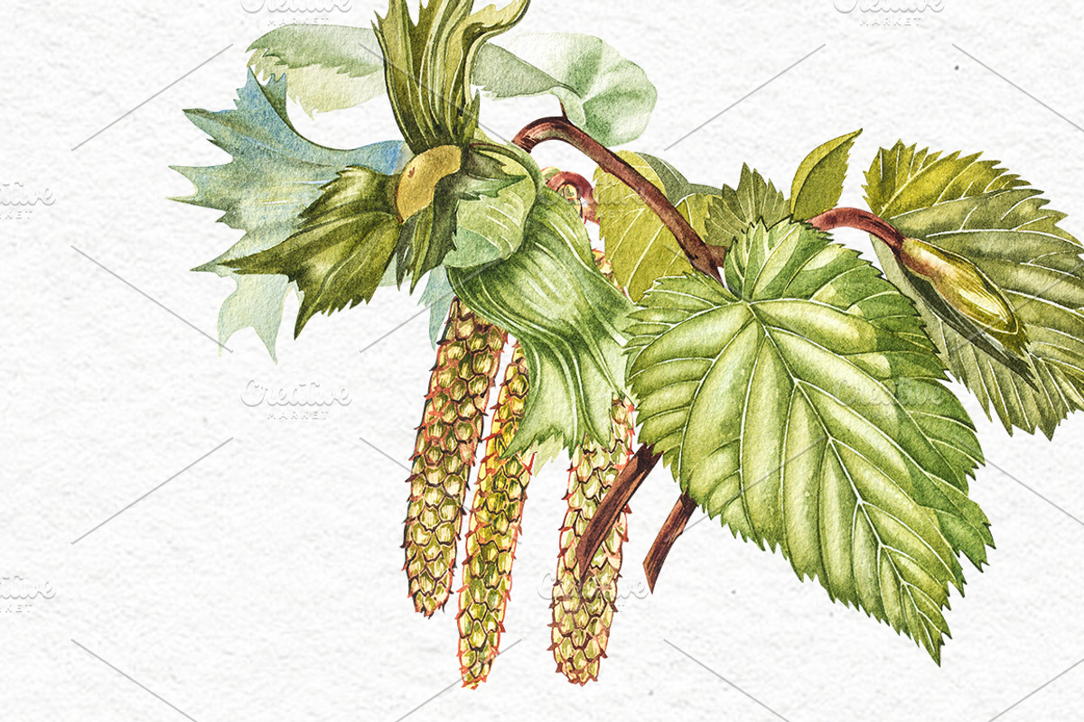 Hazelnuts in botanical style, a Food Illustration by Ann Astro (Photo 5 of 8)