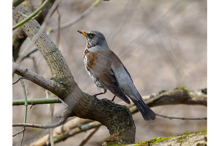 Fieldfare or Turdus pilaris sitting, a Nature Photo by Fascinadora