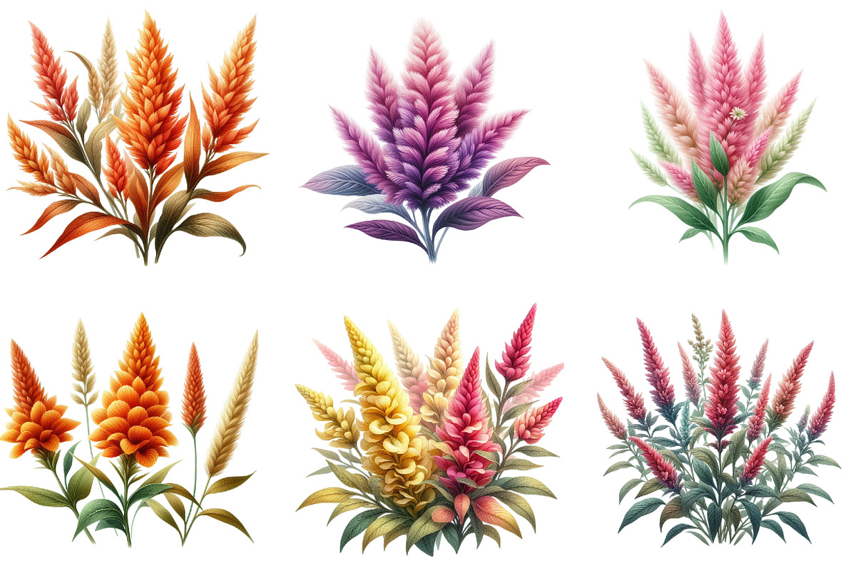 Celosia Flower Clipart, an Illustration by DreamArtGraphic (Photo 5 of 5)