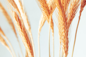 Macro view of dry ears of wheat agai, a Nature Photo by Edalin's Store