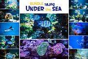 Under the sea BUNDLE, an Animal Photo by WildStrawberry Magic (Thumbnail 1 of 6)