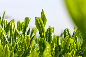 Fresh young tea leaves, symbolizing organic farming, natural ing, an Industrial Photo by salmon.black