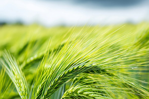 Green barley ears swaying in a field, a Nature Photo by MistyDay
