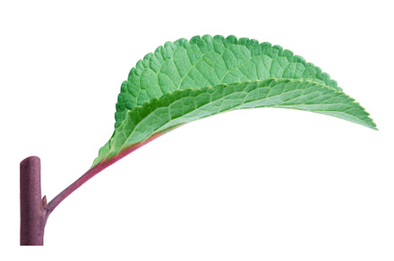 Plum leaf with stick isolated on