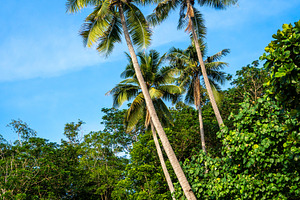 Palm trees on Lia beach, Waleakodi Island, Togian archipelago, S, a Nature Photo by GoodGoods