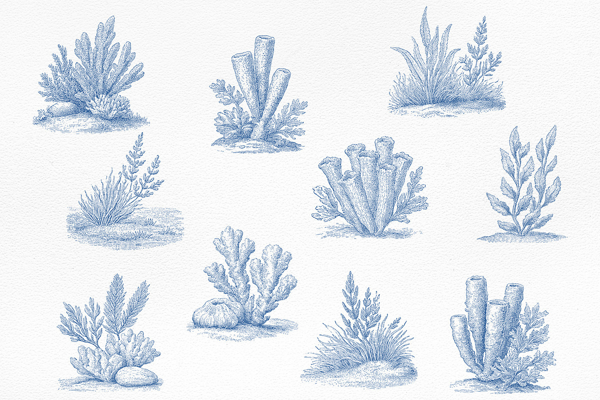 Vintage Marine Life Illustration Set, an Animal Illustration by NatalieArtShop (Photo 14 of 20)