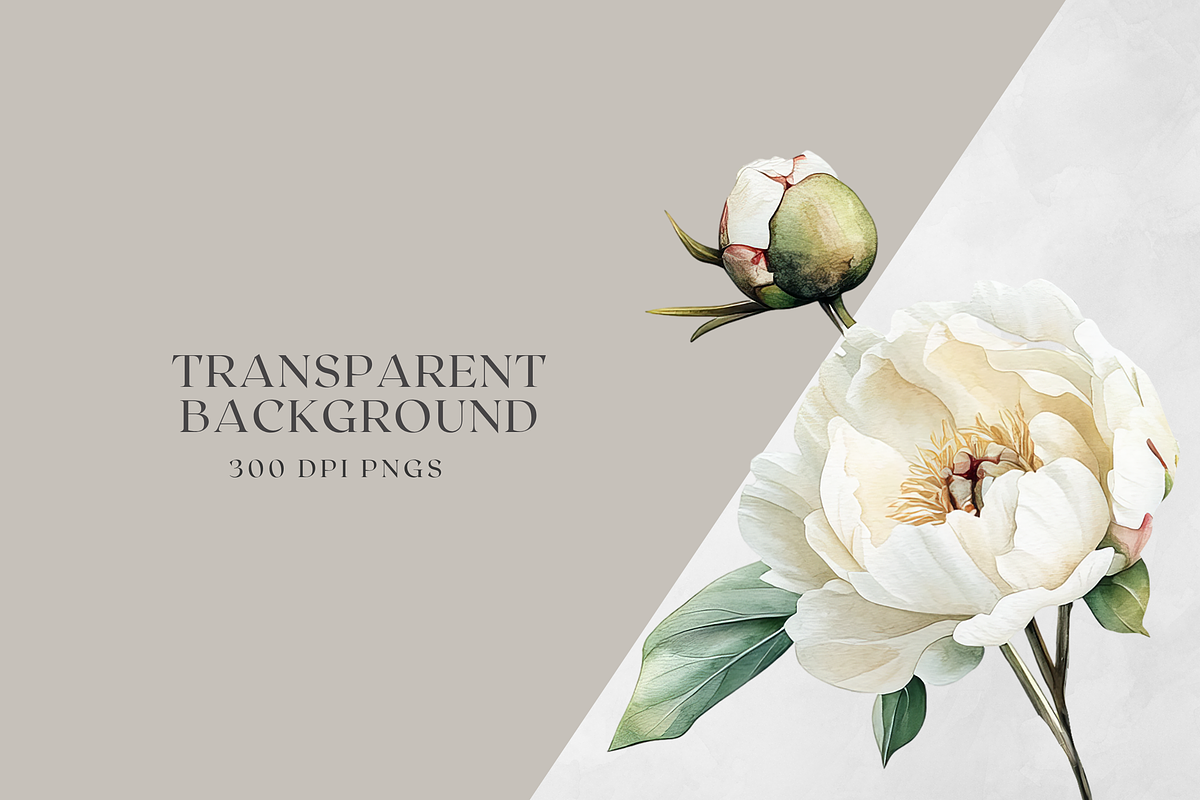 White Peony Watercolor, a Decorative Illustration by ThaismotaCreativeCo (Photo 10 of 10)