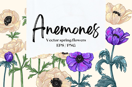 Anemones. Vector spring flowers, a Decorative Illustration by irina.vaneeva