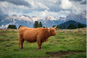Scottish Highland cow with long, an Animal Photo by den-belitsky