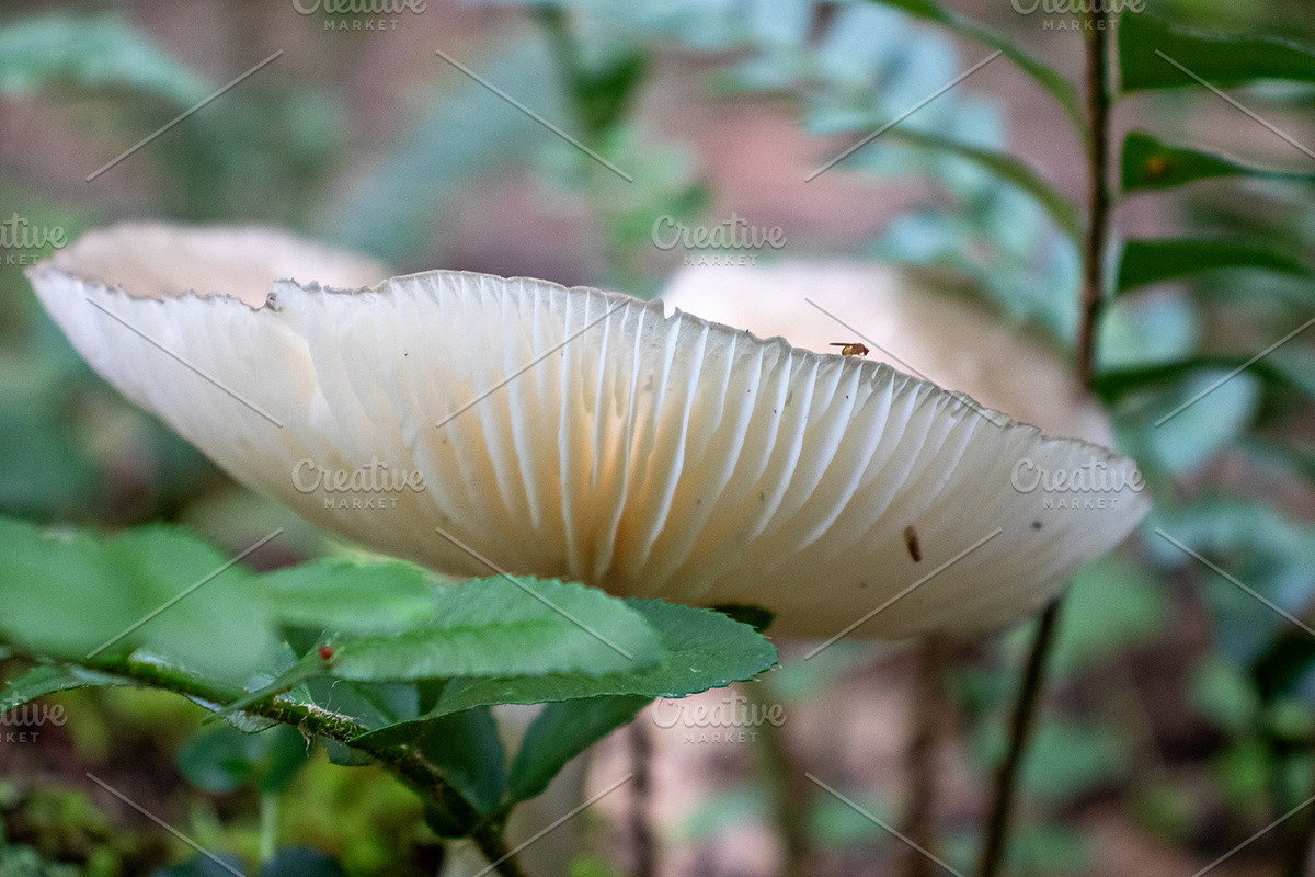 Mushrooms In The Forest Photography, a Nature Photo by Full Circle Design Studio (Photo 22 of 38)