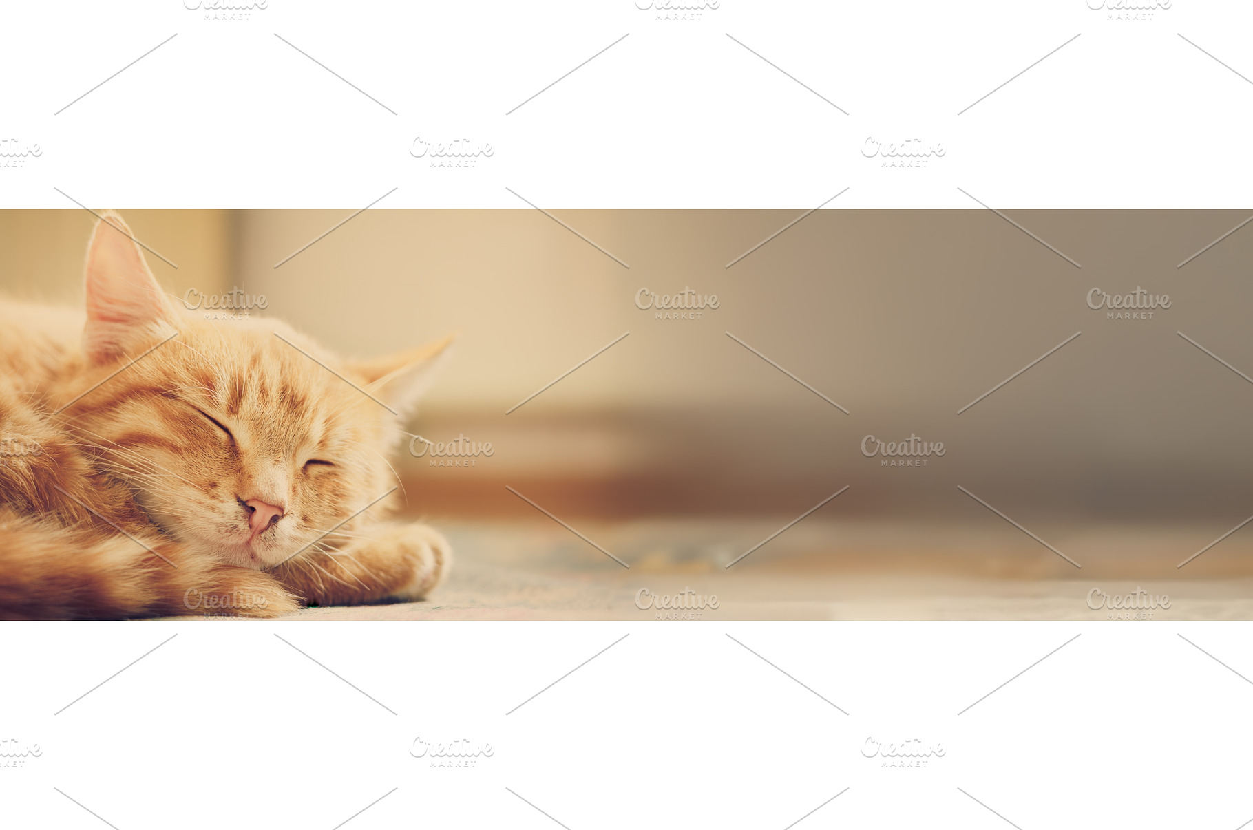 Little Red Kitten Sleeping On Bed, an Animal Photo by Our Amazing World