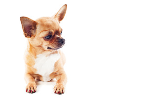 Chihuahua dog stock photo containing adorable and animal