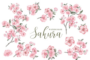 Sakura Cherry Blossom Watercolor PNG