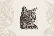 Cat Breeds Portrait Illustrations, an Animal Illustration by Nocturnal Wolf (Thumbnail 2 of 10)