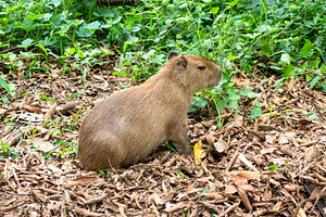 Capybara in Cuyabeno Reserve, Ecuadorian Amazon, an Animal Photo by GoodGoods