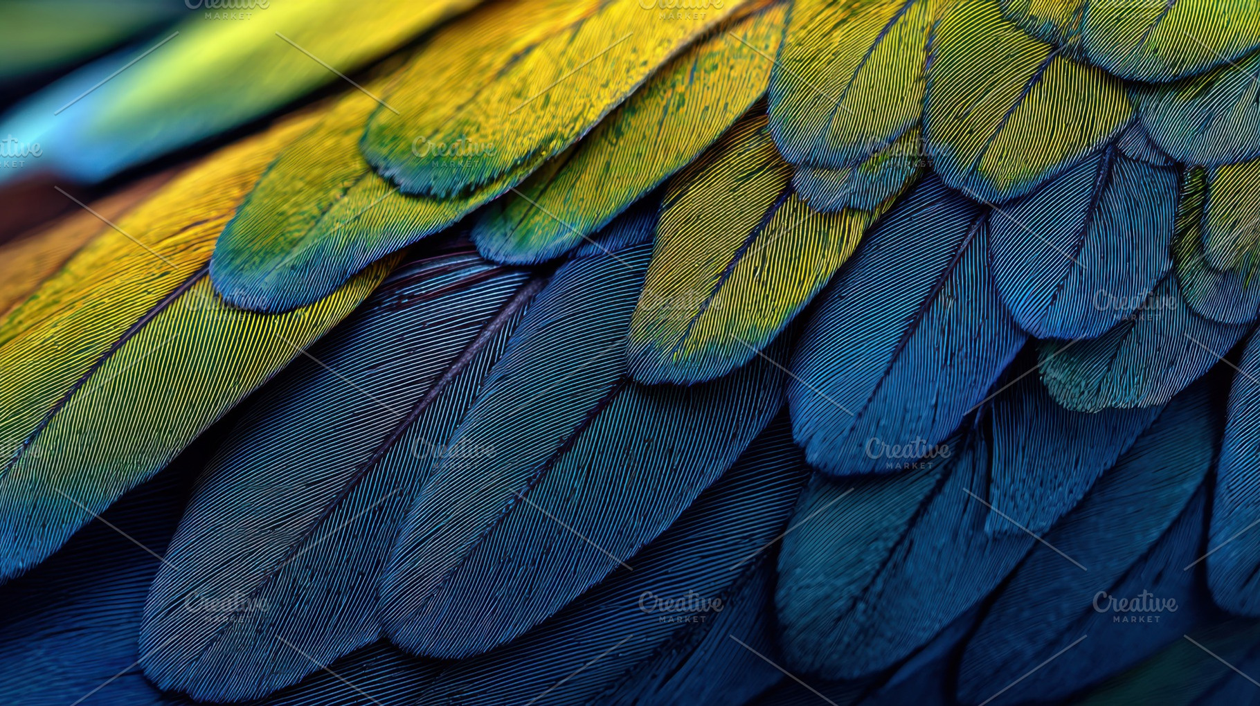 Colorful feathers of a macaw bird, a Photo by Beautiful things