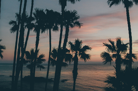 Tall palm trees and sunset, a Nature Photo by remi + tori