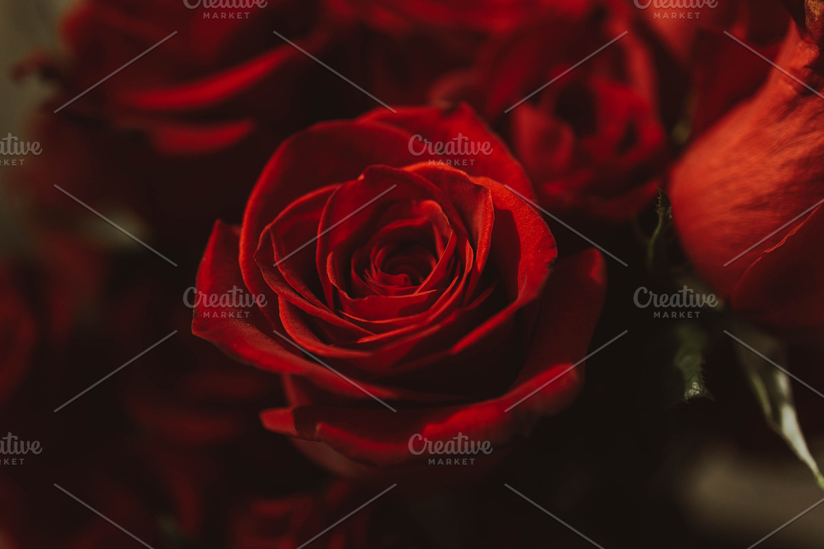 Red rose background featuring rose, roses, and red, a Nature Photo by Chelsea Victoria (Photo 2 of 2)