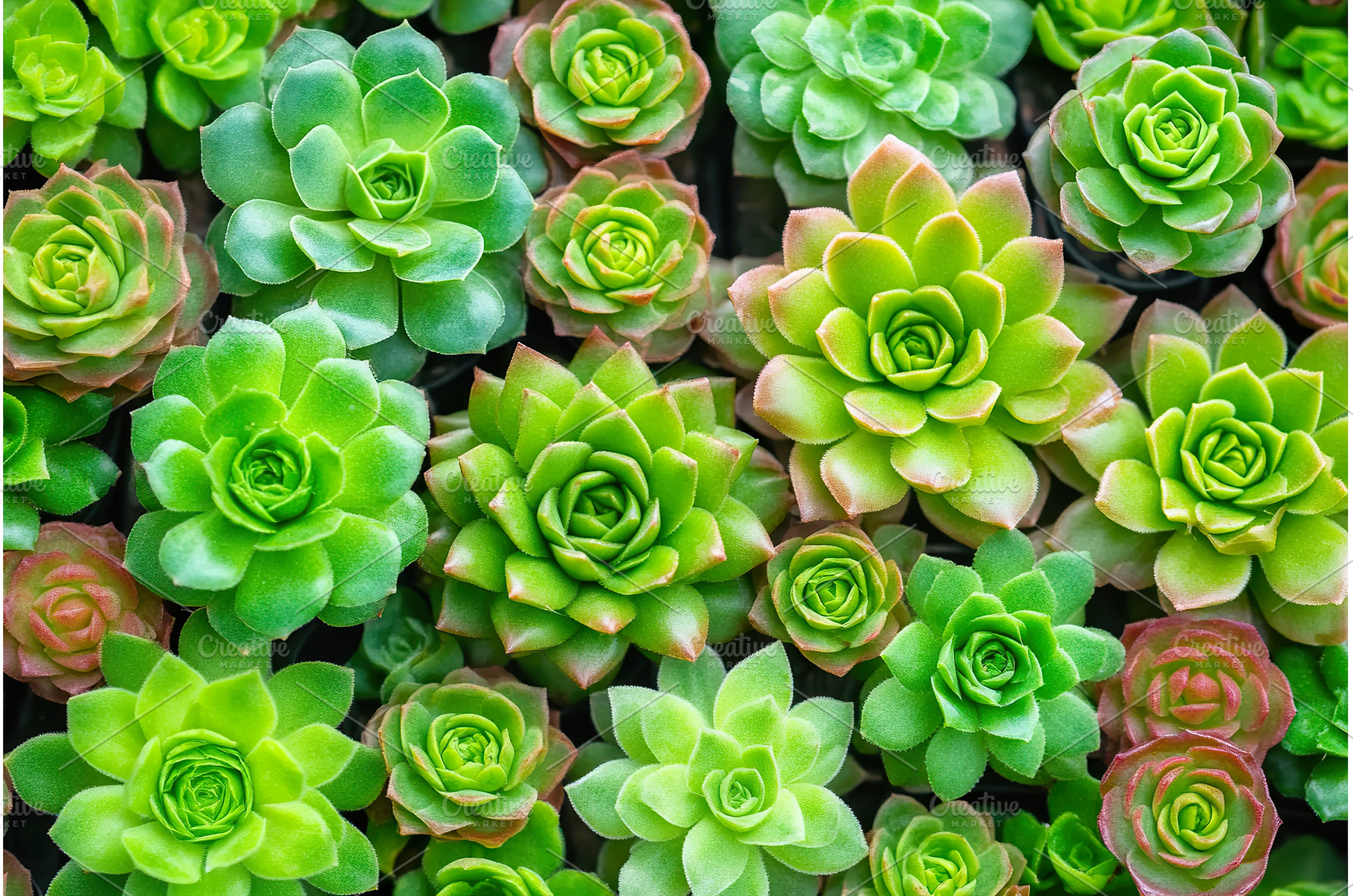 Vibrant green Aeonium Succulent, a Nature Photo by Lermont51
