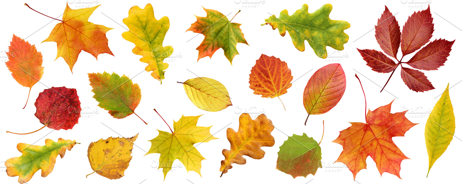collection of autumn leaves isolated, a Background Photo by BalaguR