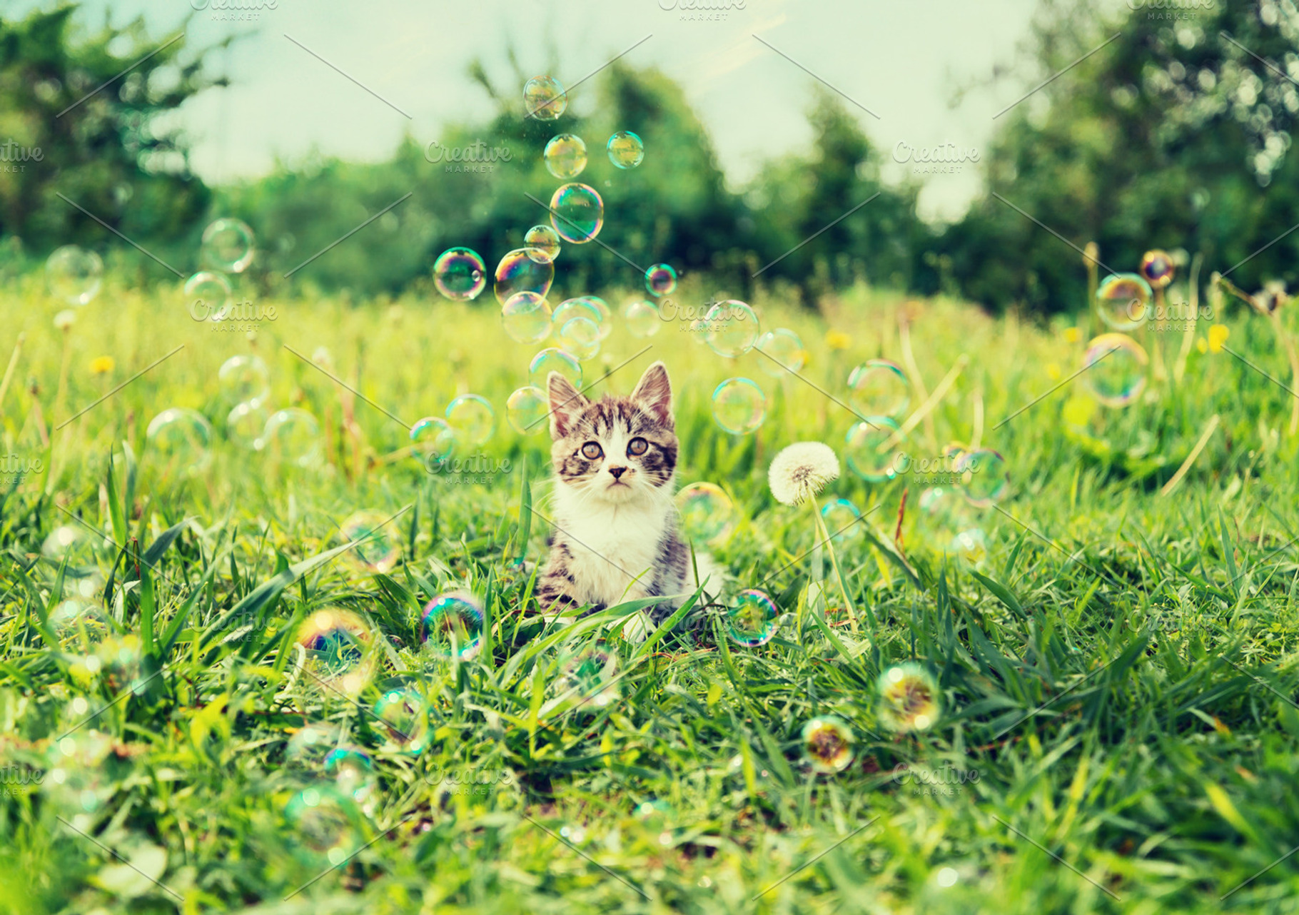 Kitten among soap bubbles, an Animal Photo by P&G