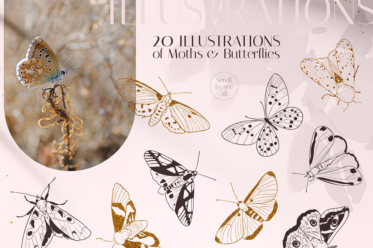 MOTHS & BUTTERFLIES illustration set, an Animal Illustration by Yuliia Lashevska (Photo 2 of 13)