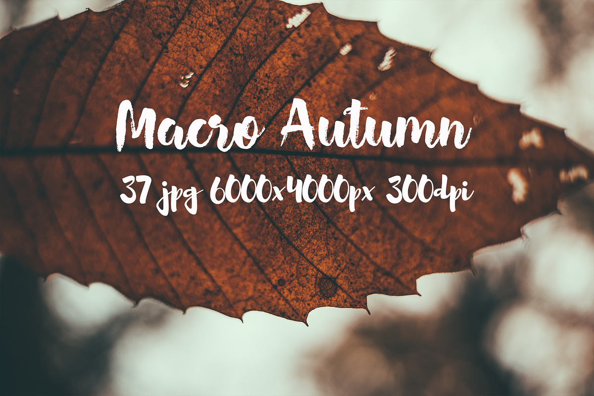Macro Autumn photo bundle, a Templates & Theme by ApertureVintage (Photo 12 of 21)