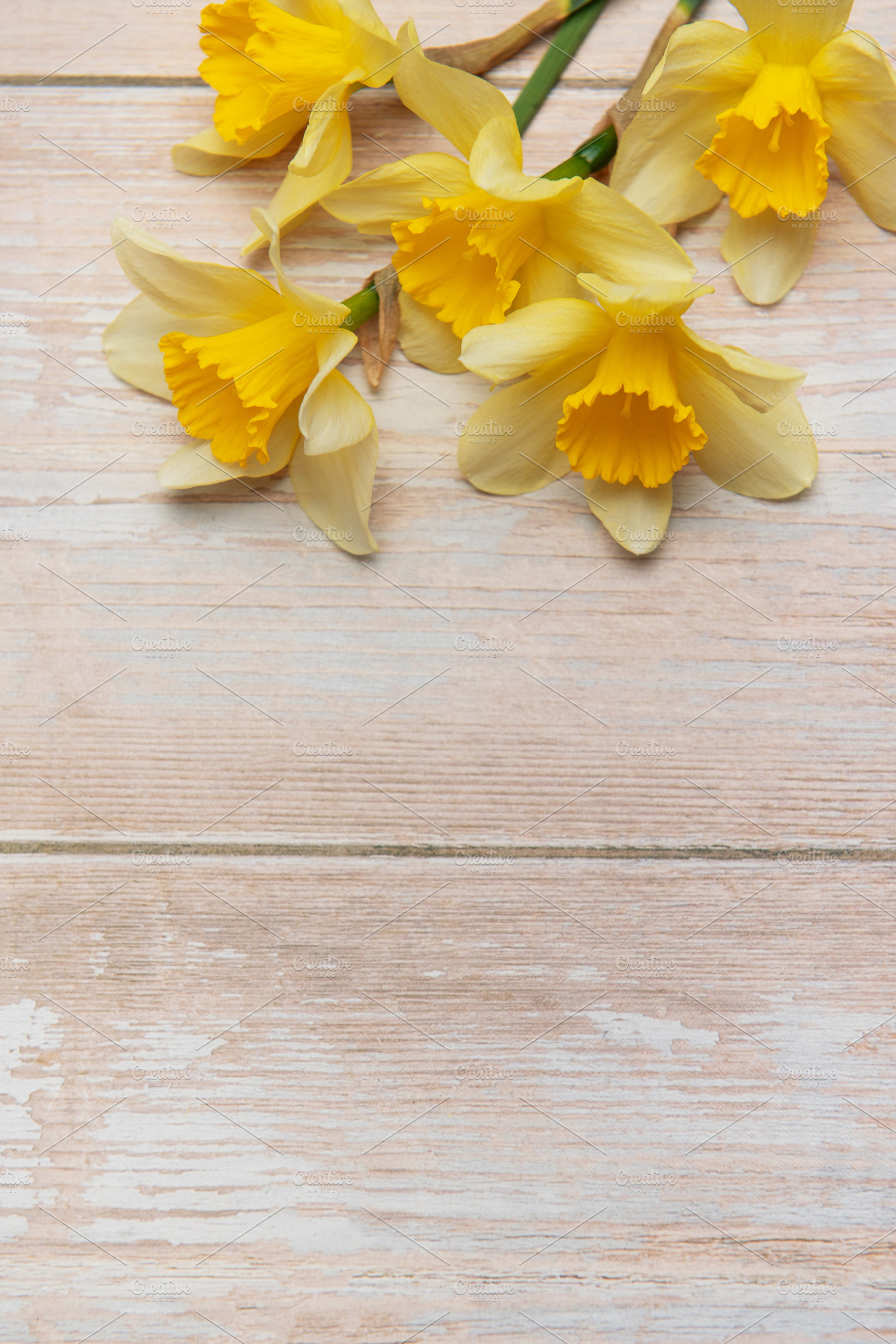Yellow daffodils creating a border on rustic white wooden backgr, a Nature Photo by Olena Rudo