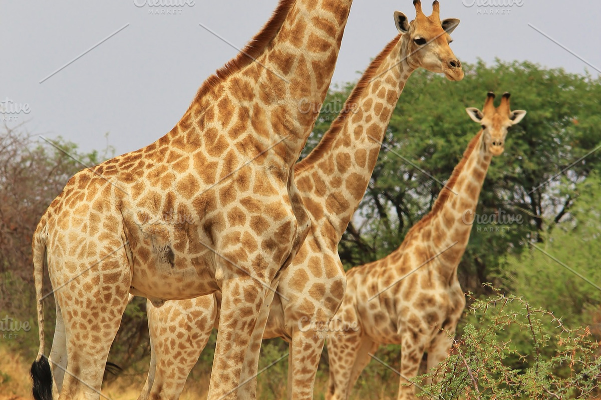 Giraffe Symmetry - African Wildlife, an Animal Photo by Wildlife Wonder (Photo 2 of 2)
