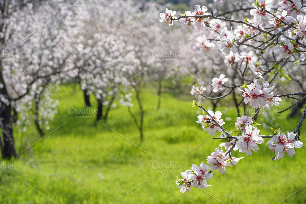 Blossoming almond trees, a Nature Photo by Fruits+Veggies (Photo 3 of 17)