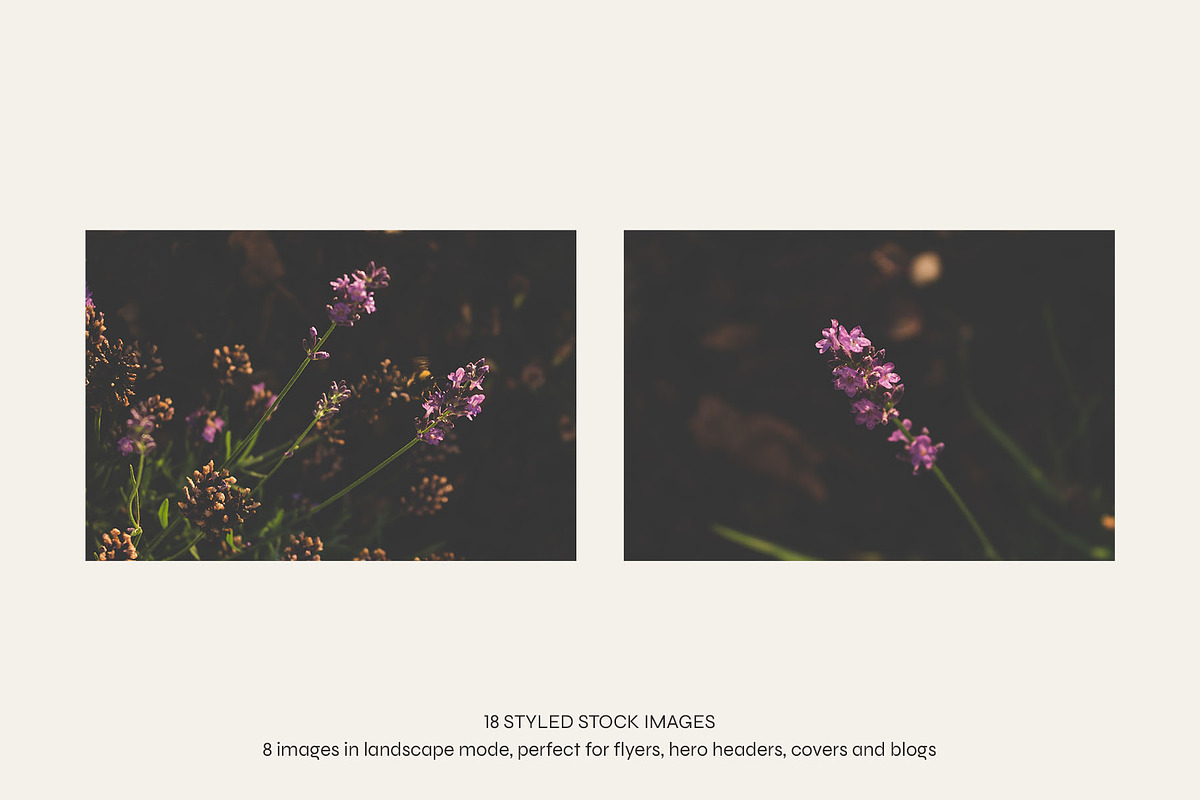 Garden Sunset | Photo Bundle, a Nature Photo by The Responsible Creatives (Photo 8 of 11)