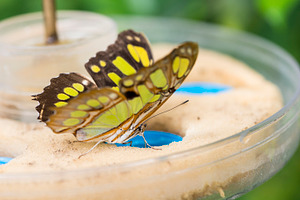 Yellow butterfly featuring butterfly, ninfalidos, and nature