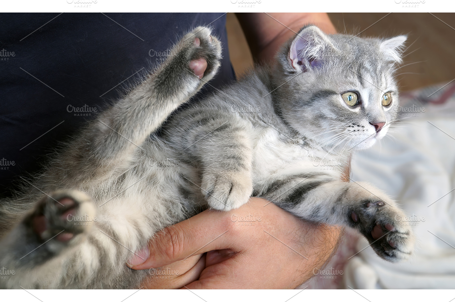 A sweet and adorable Scottish tabby, an Animal Photo by TatsianaSalauyova