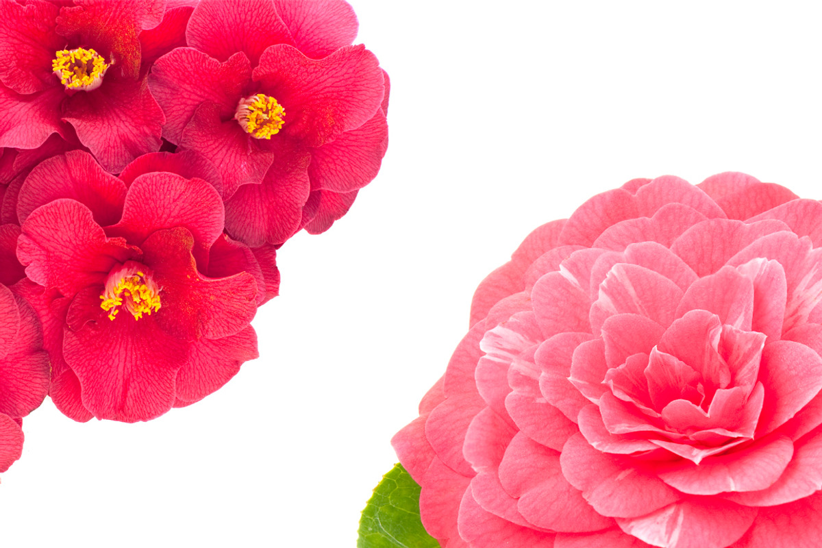 Camellia. Photography set, an Object Graphic by Pullia (Photo 2 of 10)