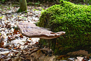 Mushrooms In The Forest Photography, a Nature Photo by Full Circle Design Studio (Thumbnail 33 of 38)
